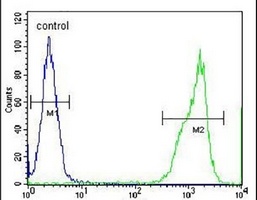 Anti-RTN4IP1 Antibody