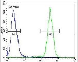 Anti-CLPX Antibody