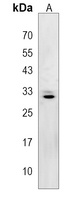 ZC4H2 Antibody