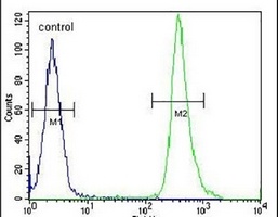 Anti-ZC4H2 Antibody