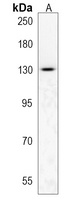 TLL1 Antibody