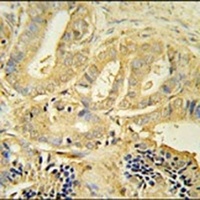 TLL1 Antibody