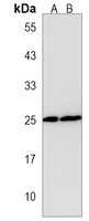 WIBG Antibody