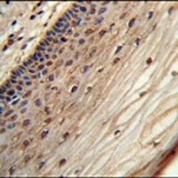 WIBG Antibody
