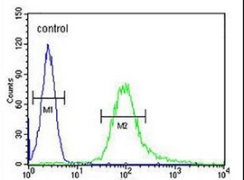 Anti-B3GNT4 Antibody