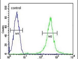 Anti-AMY2B Antibody