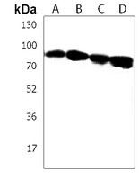 IL-12RB2 Antibody