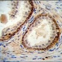 NUDT8 Antibody