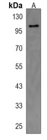 TTC16 Antibody