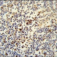 Anti-LY6G6C Antibody