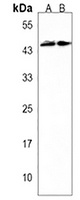 FSTL1 Rabbit Polyclonal Antibody