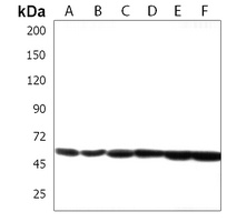 DMRT3 Rabbit Polyclonal Antibody