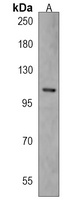 WWC3 Rabbit Polyclonal Antibody