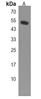 ZNF98 Antibody