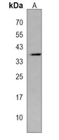 CASC4 Antibody