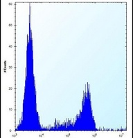 Anti-CASC4 Antibody