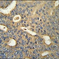 Anti-MICALL1 Antibody