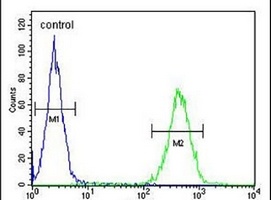 Anti-ST7 Antibody