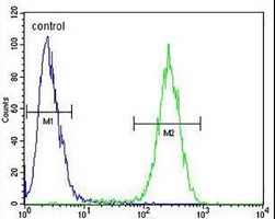 Anti-ENSA Antibody