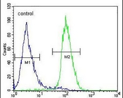 Anti-CIART Antibody