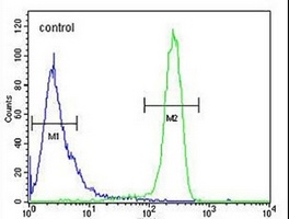 Anti-EFTUD1 Antibody