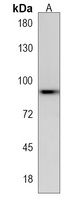 HHIPL2 Rabbit Polyclonal Antibody