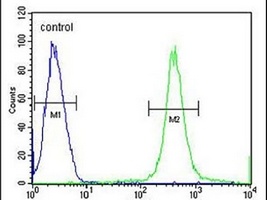 Anti-C11orf63 Antibody