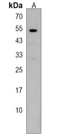 ZDHHC1 Antibody