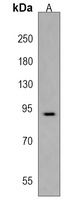 VWA3B Antibody