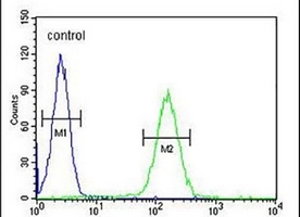 Anti-NOS1AP Antibody