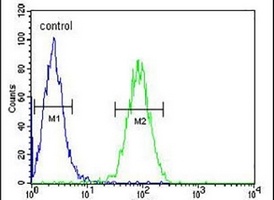 Claudin 22 Rabbit Polyclonal Antibody