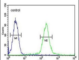 Anti-GALNT4 Antibody