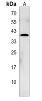 Cyclin Y Rabbit Polyclonal Antibody
