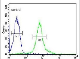 Anti-BACH2 Antibody