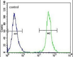 Anti-SLC43A2 Antibody