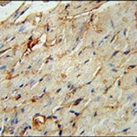 Anti-SCARA5 Antibody