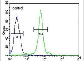 Anti-CTDSPL Antibody