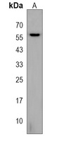 SLC7A13 Antibody