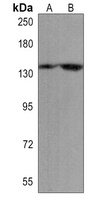 PER2 Rabbit Polyclonal Antibody