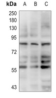 DRP1 Antibody