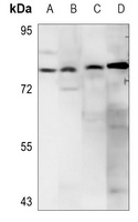 CD156c Antibody