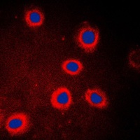 Anti-Adenylate Cyclase 9 Antibody