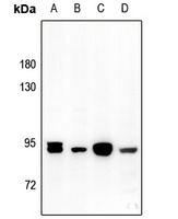 Gamma-adducin Rabbit Polyclonal Antibody