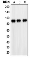 PARP1 Antibody