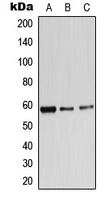 Alpha-1B Adrenergic Receptor Rabbit Polyclonal Antibody