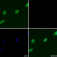 Anti-GRK2 (Phospho-S29) Antibody