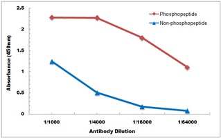 Anti-AKT (Phospho-S473) Antibody