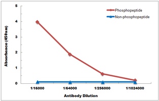 AKT (phospho-Y315) antibody