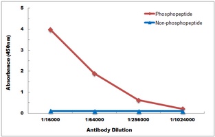Anti-AKT (Phospho-Y315) Antibody