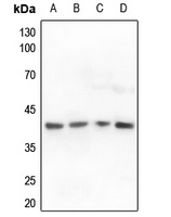 ALDOA Antibody